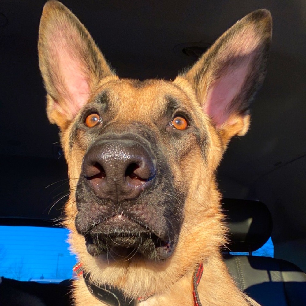 Meet your Posher, Gracie